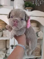 Zoe "full fluffy", a female French Bulldog for sale in Bakersfield, CA – 1 of 2