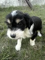 Black Tri male, a male Miniature Aussiedoodle for sale in Burke, SD – 3 of 9