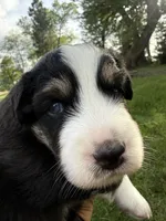 Tater-Black tri male, a male Miniature Australian Shepherd for sale in Burke, SD – 3 of 9