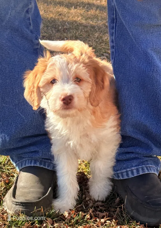 Male Red – Miniature Aussiedoodle puppy for sale in Burke, SD