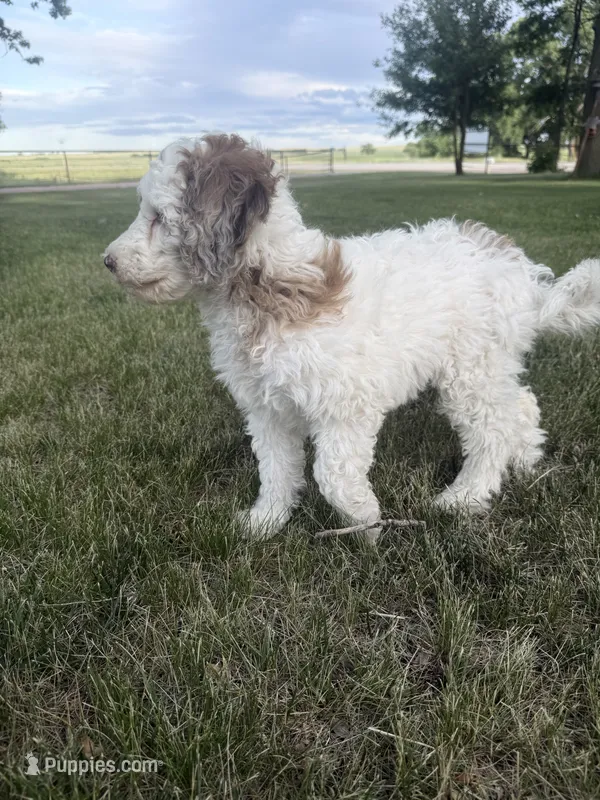 Pearl – Poodle - Miniature  puppy for sale in Burke, SD