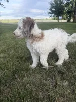 Pearl, a female Poodle - Miniature  for sale in Burke, SD – 3 of 8