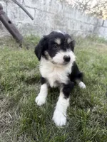 Black Tri male, a male Miniature Aussiedoodle for sale in Burke, SD – 8 of 9