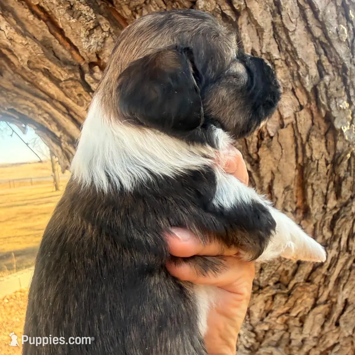 Female unique tri, a female Miniature Aussiedoodle for sale in Burke, SD – Photo 2 of 7