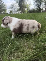 Spud- Red merle Male, a male Miniature Australian Shepherd for sale in Burke, SD – 4 of 10