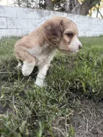 Red Tri Male, a male Miniature Aussiedoodle for sale in Burke, SD – 4 of 8