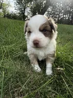 Spud- Red merle Male, a male Miniature Australian Shepherd for sale in Burke, SD – 2 of 10