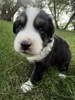 Tater-Black tri male, a male Miniature Australian Shepherd for sale in Burke, SD – 4 of 9