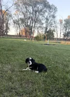 Black Tri male (strip), a male Miniature Aussiedoodle for sale in Burke, SD – 5 of 7