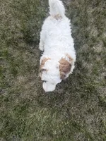 Pearl, a female Poodle - Miniature  for sale in Burke, SD – 6 of 8