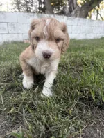 Red Tri Male, a male Miniature Aussiedoodle for sale in Burke, SD – 2 of 8