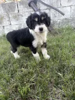 Black Tri male, a male Miniature Aussiedoodle for sale in Burke, SD – 7 of 9