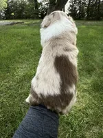 Spud- Red merle Male, a male Miniature Australian Shepherd for sale in Burke, SD – 7 of 10