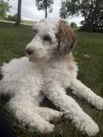Pearl, a female Poodle - Miniature  for sale in Burke, SD – 4 of 8