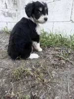 Black Tri male, a male Miniature Aussiedoodle for sale in Burke, SD – 5 of 9