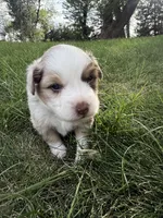 Spud- Red merle Male, a male Miniature Australian Shepherd for sale in Burke, SD – 9 of 10