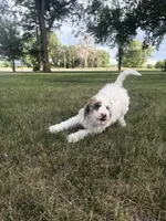 Pearl, a female Poodle - Miniature  for sale in Burke, SD – 8 of 8