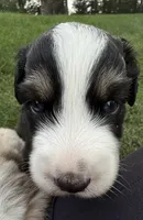 Tater-Black tri male, a male Miniature Australian Shepherd for sale in Burke, SD – 9 of 9