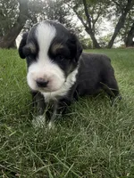 Tater-Black tri male, a male Miniature Australian Shepherd for sale in Burke, SD – 8 of 9