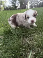Spud- Red merle Male, a male Miniature Australian Shepherd for sale in Burke, SD – 8 of 10