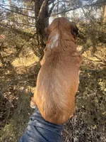 Female red tri, a female Miniature Aussiedoodle for sale in Burke, SD – Photo 9 of 10