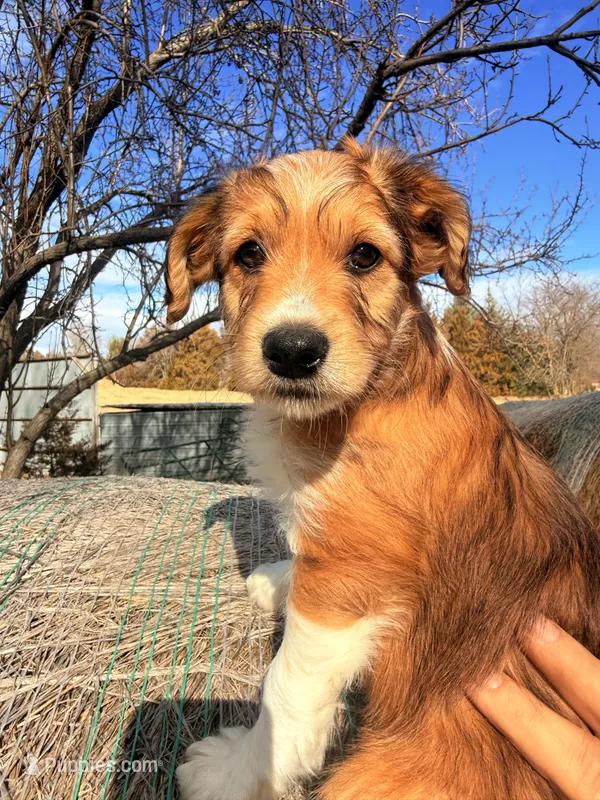 Female red tri – Miniature Aussiedoodle puppy for sale in Burke, SD