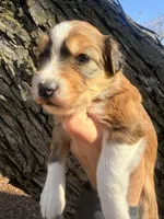 Female red tri, a female Miniature Aussiedoodle for sale in Burke, SD – Photo 6 of 10