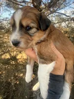 Female red tri, a female Miniature Aussiedoodle for sale in Burke, SD – Photo 5 of 10