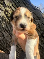 Female red tri, a female Miniature Aussiedoodle for sale in Burke, SD – Photo 1 of 10