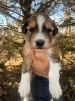 Female red tri, a female Miniature Aussiedoodle for sale in Burke, SD – Photo 4 of 10
