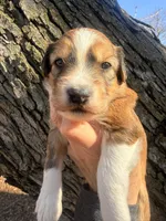 Female red tri, a female Miniature Aussiedoodle for sale in Burke, SD – Photo 3 of 10