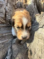 Female red tri, a female Miniature Aussiedoodle for sale in Burke, SD – Photo 8 of 10