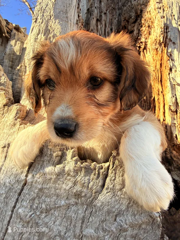 Female red tri – Miniature Aussiedoodle puppy for sale in Burke, SD