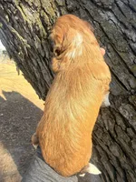 Female red tri, a female Miniature Aussiedoodle for sale in Burke, SD – Photo 10 of 10