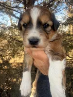 Female red tri, a female Miniature Aussiedoodle for sale in Burke, SD – Photo 2 of 10
