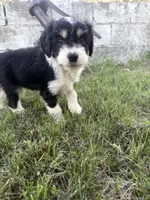 Black Tri male, a male Miniature Aussiedoodle for sale in Burke, SD – 6 of 9