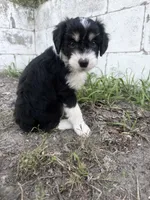 Black Tri male, a male Miniature Aussiedoodle for sale in Burke, SD – 4 of 9