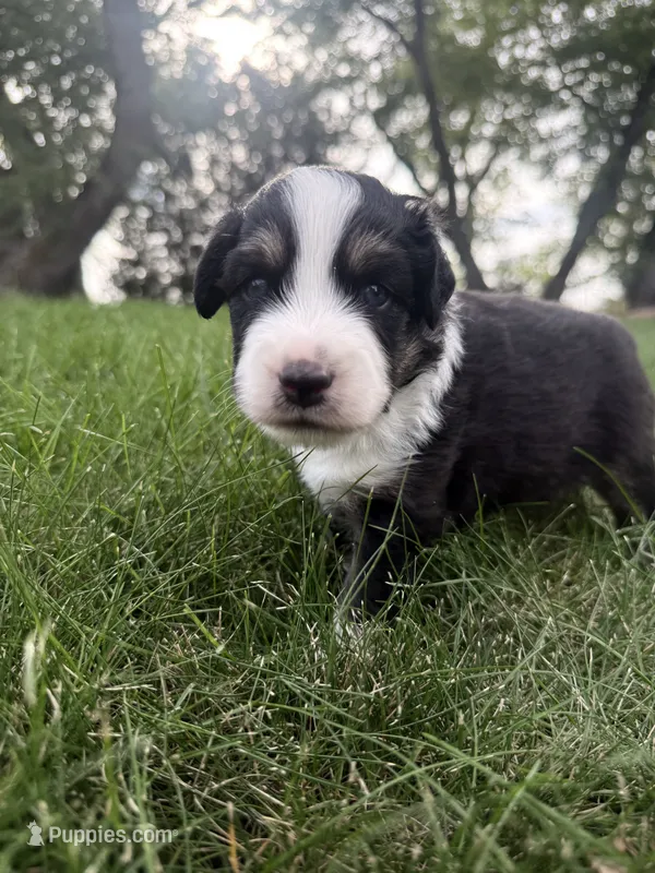 Tater-Black tri male – Miniature Australian Shepherd puppy for sale in Burke, SD