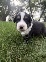 Tater-Black tri male, a male Miniature Australian Shepherd for sale in Burke, SD – 1 of 9