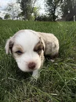 Spud- Red merle Male, a male Miniature Australian Shepherd for sale in Burke, SD – 5 of 10