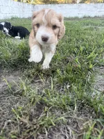 Red Tri Male, a male Miniature Aussiedoodle for sale in Burke, SD – 7 of 8