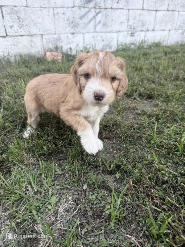Red Tri Male – Miniature Aussiedoodle puppy for sale in Burke, SD