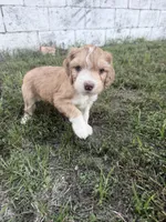 Red Tri Male, a male Miniature Aussiedoodle for sale in Burke, SD – 1 of 8