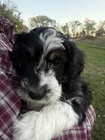 Black Tri male (strip), a male Miniature Aussiedoodle for sale in Burke, SD – 4 of 7