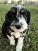 Black Tri male (strip), a male Miniature Aussiedoodle for sale in Burke, SD – 6 of 7