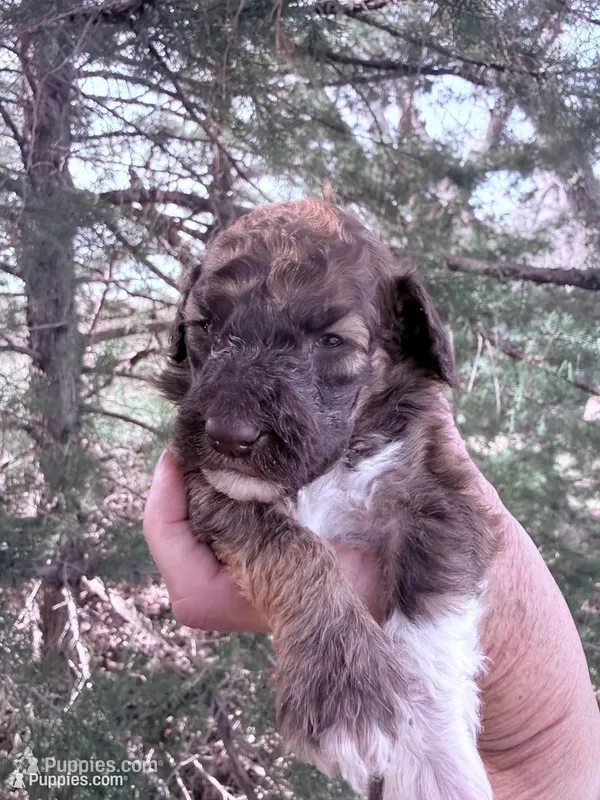 Brownie Boy – Poodle - Miniature  puppy for sale in Burke, SD