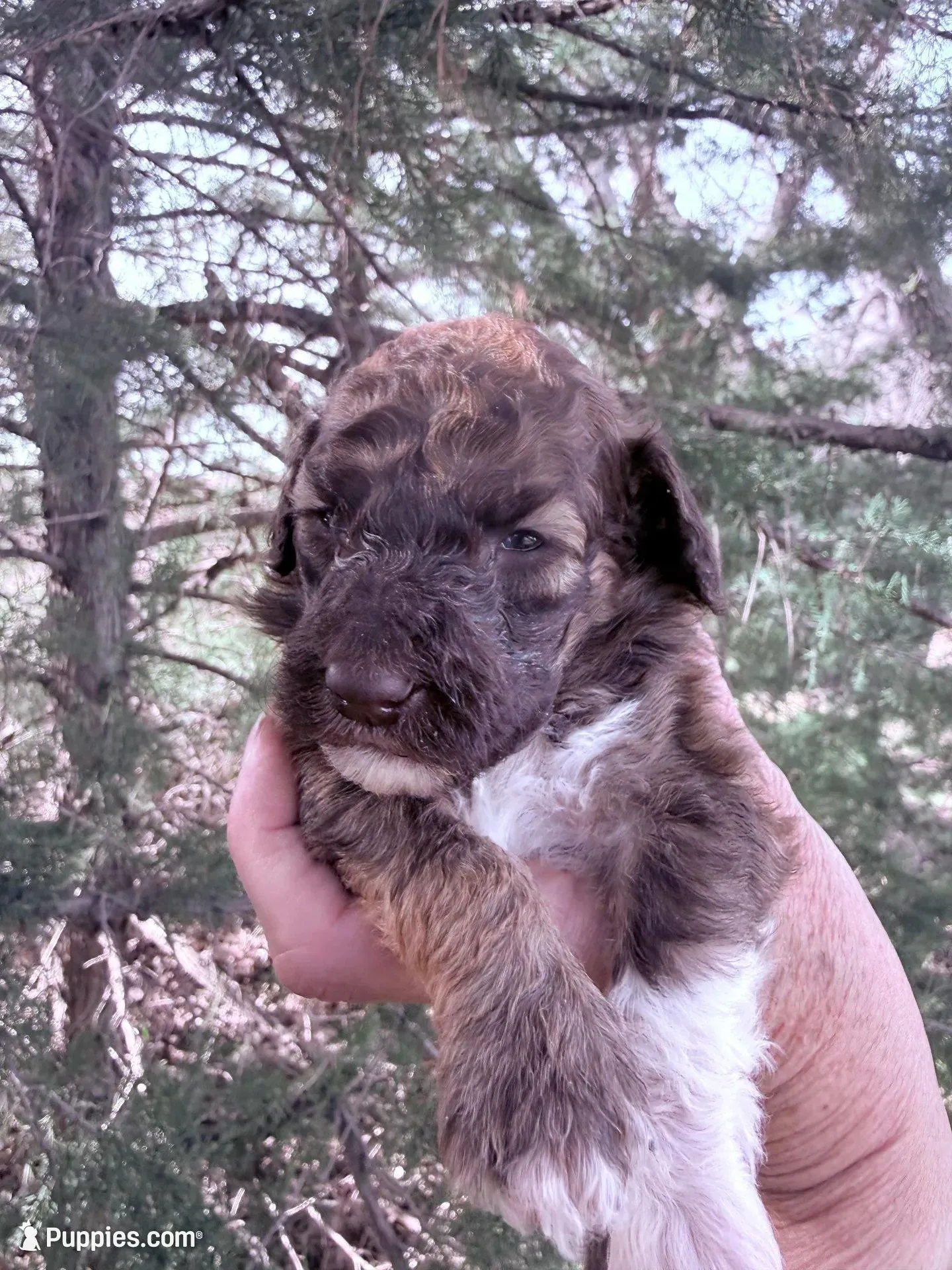 Brownie Boy, a male Poodle - Miniature  for sale in Burke, SD – Photo 1 of 10