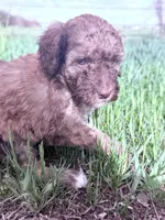 Brownie Boy-REDUCED, a male Poodle - Miniature  for sale in Burke, SD – 3 of 10