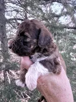 Brownie Boy, a male Poodle - Miniature  for sale in Burke, SD – Photo 4 of 10