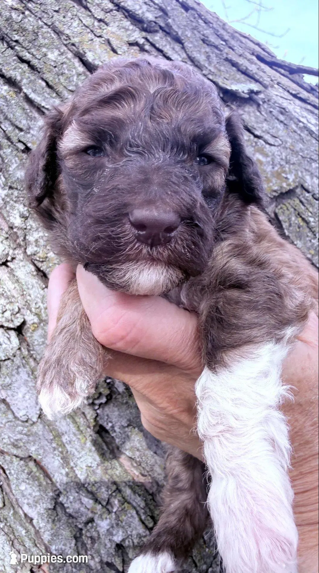 Brownie Boy, a male Poodle - Miniature  for sale in Burke, SD – Photo 2 of 10